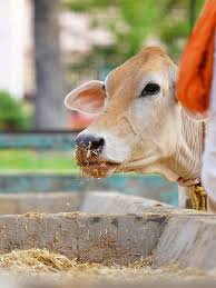 Cow Savardhan